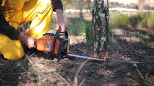 Best Tree Trimming and Pruning  in Humboldt, KS