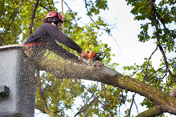 Best Tree Maintenance Programs  in Humboldt, KS